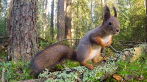 Metsän selviytyjät: 29.12.2018 00.01