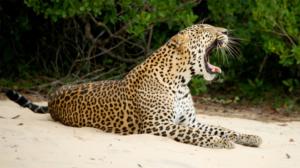 Avara luonto: Sri Lanka, meren helmi: 26.01.2019 06.00