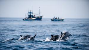 Avara luonto: Sri Lanka, meren helmi: 09.02.2019 06.00