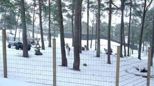Metsäpeurakanta on voimistumassa: 18.02.2019 08.10