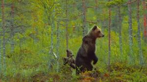 Metsän ihmeitä: 20.02.2019 18.00