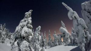 Metsä: 09.03.2019 18.45
