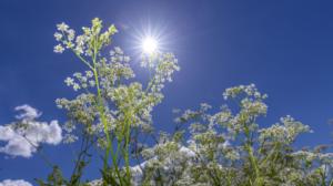 Luonto on heräämässä - tule mukaan kävelylle keväiseen puroluontoon: 18.04.2019 15.09
