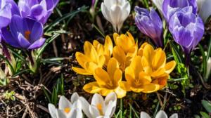 Etelä-Suomessa tehdään jo puutarhatöitä: 22.04.2019 10.50