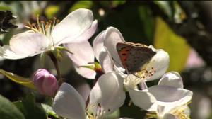 Metsäomenapuut: 24.04.2019 17.00