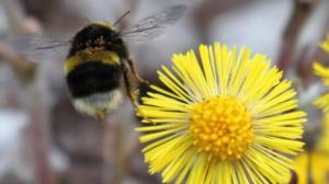 Kevään pörriäiset ovat elämän merkki: 23.04.2019 12.46