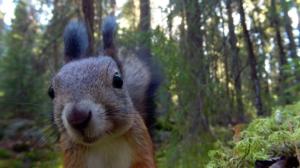 Tervetuloa oravametsään: 08.06.2019 10.05