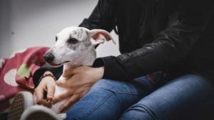 Whippetin puudutus pitkittyy: 12.06.2019 00.01