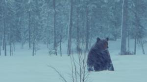 Nuku hyvin, metsän kuningas: 19.06.2019 18.00