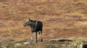 Luontoretkellä: Jättihirven jäljillä: 01.07.2019 14.30