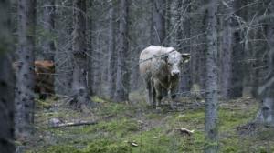 Laukaassa liikkuu villiintynyt 40 naudan lauma: 22.08.2019 11.03