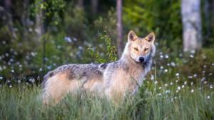 Suden pelko juurrutettiin suomalaisiin sata vuotta sitten: 06.09.2019 11.33