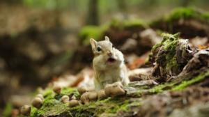 Avara luonto: Oravat lähikuvassa: 09.09.2019 06.00