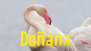 Avara luonto: Doñanan suojelualue