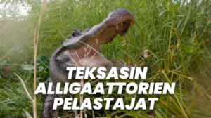 Teksasin alligaattorien pelastajat