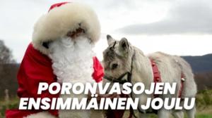 Poronvasojen ensimmäinen joulu