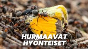 Hurmaavat hyönteiset
