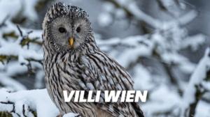Villi Wien