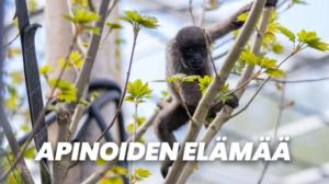 Apinoiden elämää