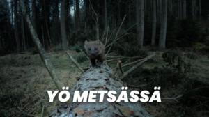 Yö metsässä
