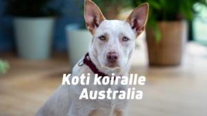 Koti koiralle Australia