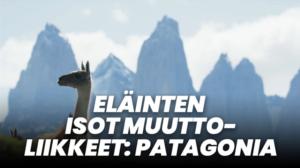 Eläinten isot muuttoliikkeet: Patagonia