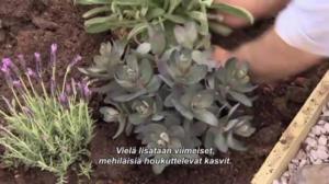 Puutarhan pelastajat - Kuusikulmiot