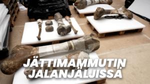 Jättimammutin jalanjäljissä