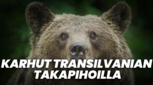 Karhut Transilvanian takapihoilla