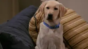 Will & Grace (7) - Totuus Willistä ja koirista