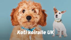 Koti koiralle UK - Ennakko-odotuksia ja ennakkoluuloja