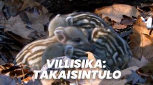 Villisika: Takaisintulo