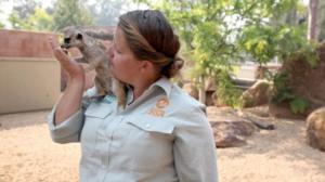 Tarongan eläintarha (7) - Pussikaniinien vapautus luontoon