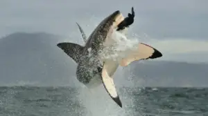 Luonnon nopeat hyökkäykset (7) - Väijyvät metsästäjät