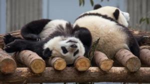 Ray Mears Kiinan luonnossa (7) - Peking ja Kiinan muuri