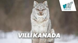 Villi Kanada