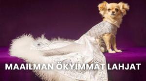 Maailman ökyimmät lahjat - Liv D: Maailman ökyimmät lahjat