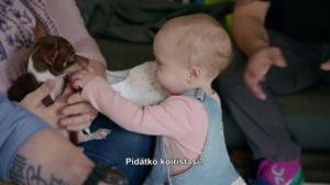 Eläinvelho: lemmikit jaloilleen - Kaksijalkaiset chihuahuat
