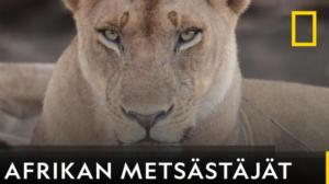 Afrikan metsästäjät - Leopardi, joka muutti täplänsä