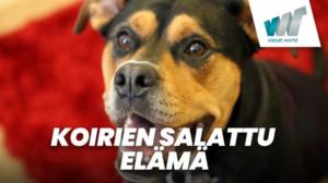 Koirien salattu elämä (7) - 101