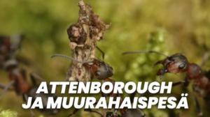 Attenborough ja muurahaispesä (7)