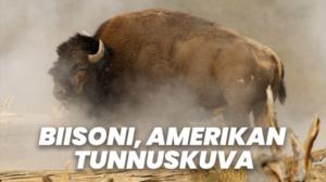 Biisoni, Amerikan tunnuskuva