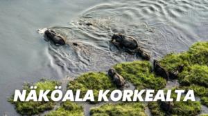 Näköala korkealta