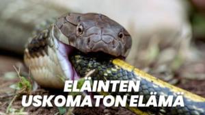 Eläinten uskomaton elämä (7)