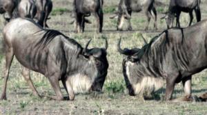 Villit taistelijat (7) - Taistelu rakkaudesta